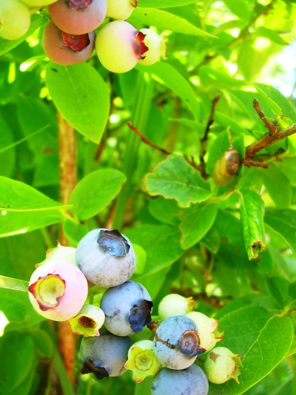 NS blueberries