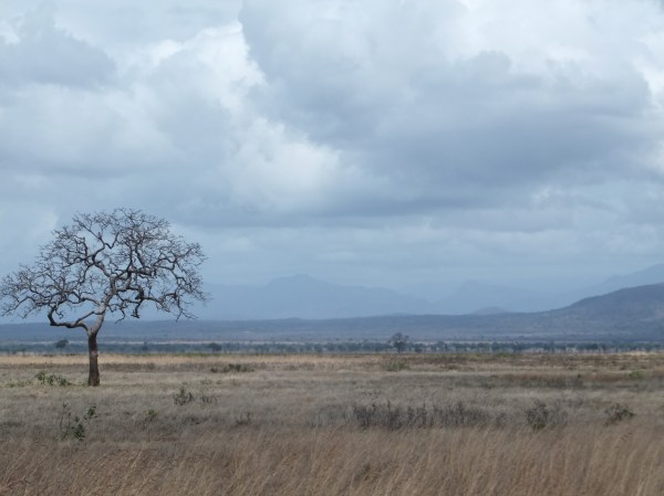 Mikumi National Park