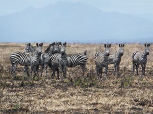 Zebras in Mikumi