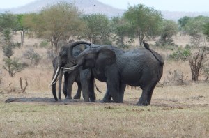 Elephants in Mikumi