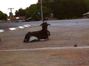 Kerewan goats Goats on the road