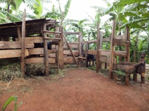 A backyard dairy operation