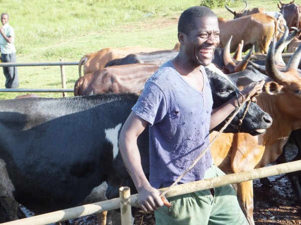 "Look! It's an indoor cow!"