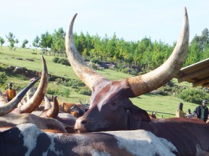Zebu cattle near Bugando
