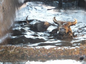 "They're good for swimming!"