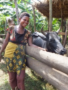 A woman with her lovely cow, well-fed and bedded down…