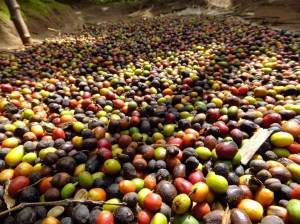 Arabica coffee drying at a farm we passed on our way