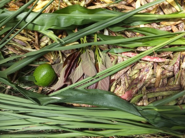 Different feedstuffs for a complete diet here in Kagera Region. The spotty yellow things on the right are bean hulls.