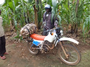 This is after we took the second bunch of bananas off