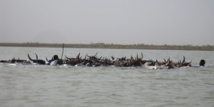 They are very comfortable with their cattle!!