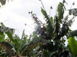 Diseased banana plant
